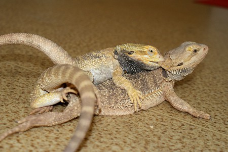 krok č. 3